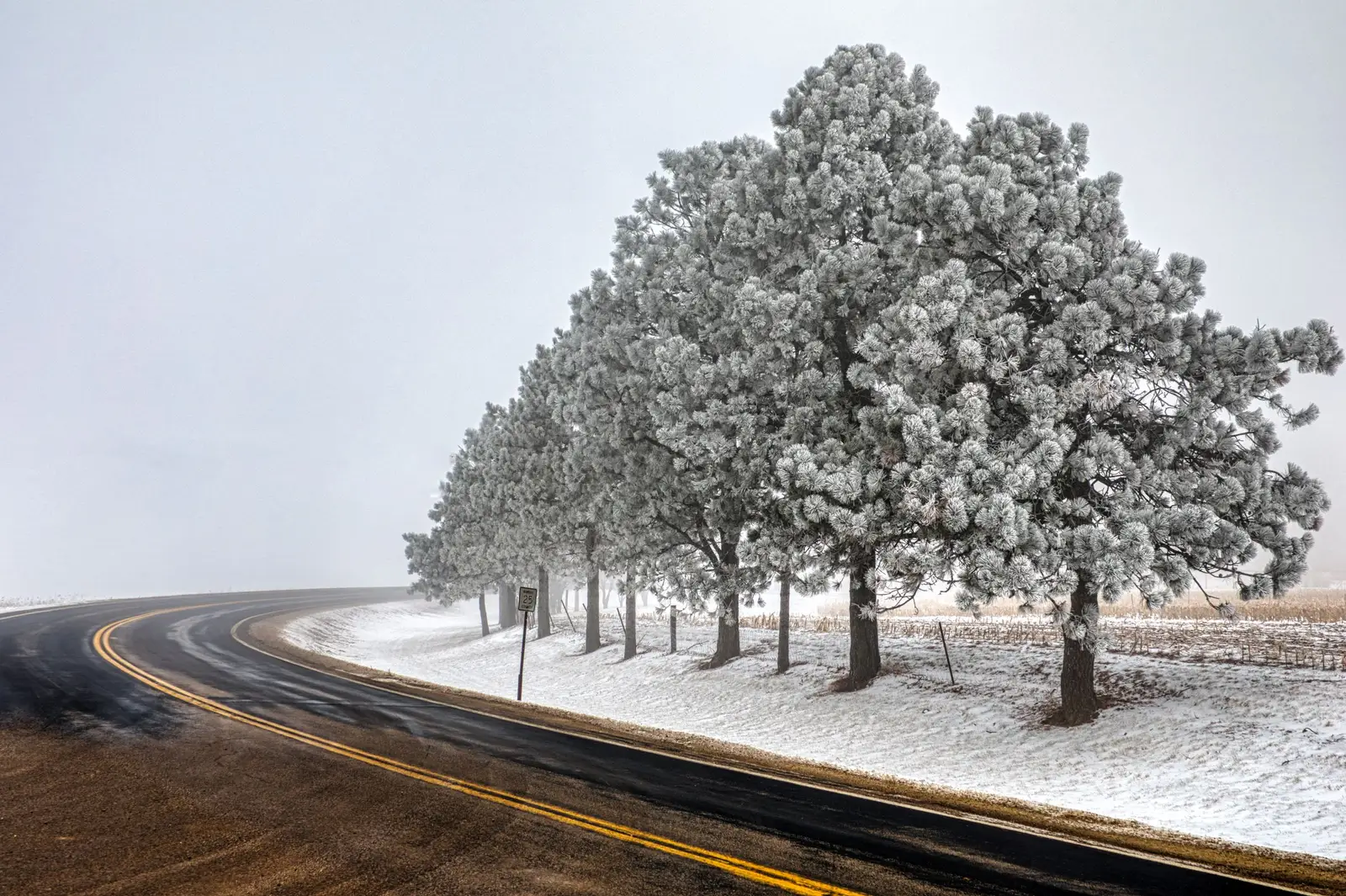 A curving two-lane road past frosted pine trees after a winter storm